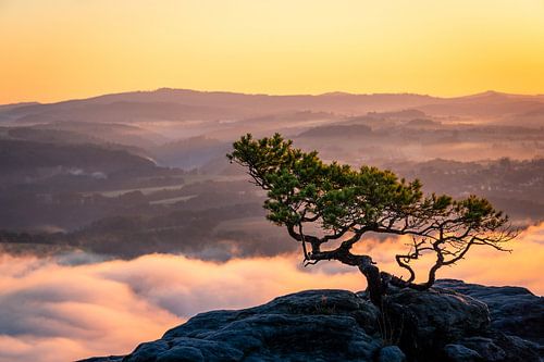Die Wetterkiefer vom Lilienstein im goldenen Licht von Oliver Preuß