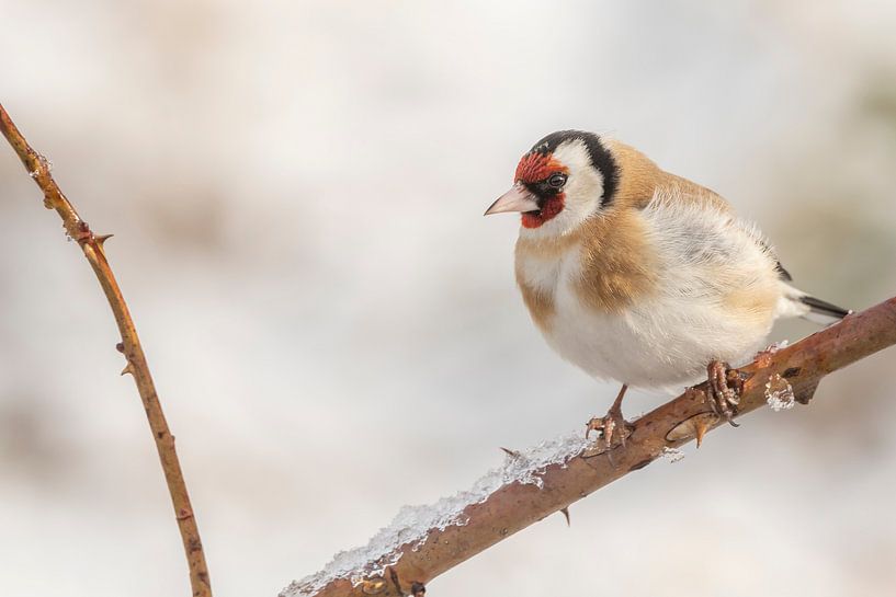 Distelvink op een koude morgen van Sven Scraeyen