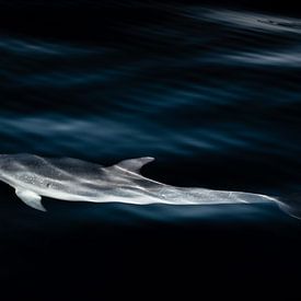 Dolphin (II) by Ann Cools