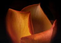 Elegantes Rosenblütenblatt