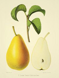 Pear Prince Germain / Louise - Historic illustration by Western Exposure