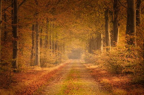 Autumn in the forest