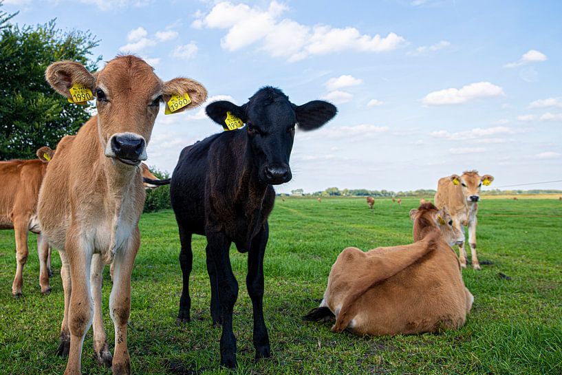 Jersey Calves by Brian Morgan