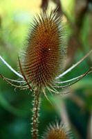 Herfst distel