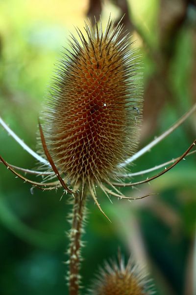 Autumn thistle by Christiane Schulze