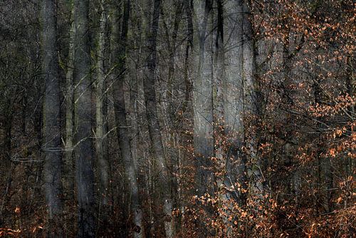 HERFSTDAG 11