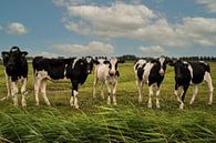Koeien in het weiland van Marjolein van Middelkoop thumbnail