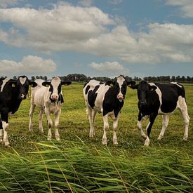 Koeien in het weiland van Marjolein van Middelkoop