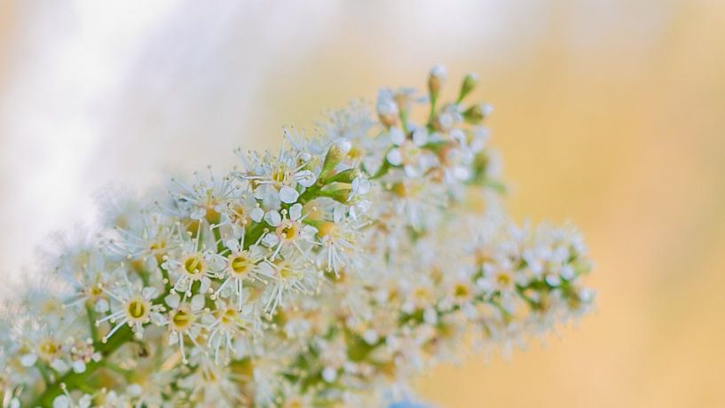 Lente by DQMedia Online