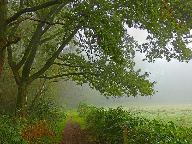 Nebliger Morgen von Caroline Lichthart