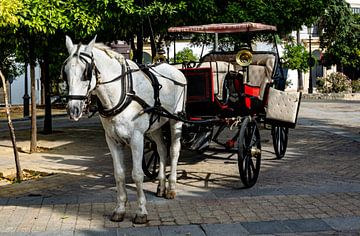 Pferd und Kutsche in Jerez de la Frontera von Hans Verhulst