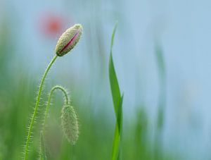 Fast in voller Blüte. Die schöne Knospe eines knospenden Mohns und Grashalme