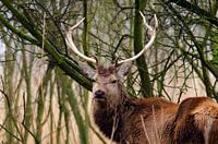 Red deer male
