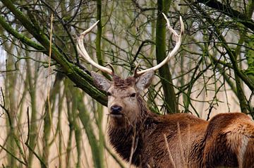 Cerf rouge mâle sur René Vos