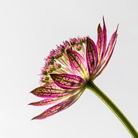 Astrantia Major