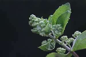 Hortensie (Feder)