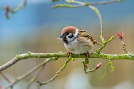 A sparrow sits on a branch by ManfredFotos