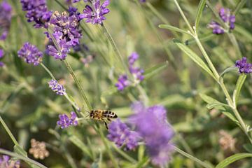 Bee and lavender by Michael Ruland