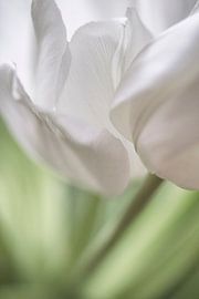 Innocence from the countryside by Petra Dreiling-Schewe