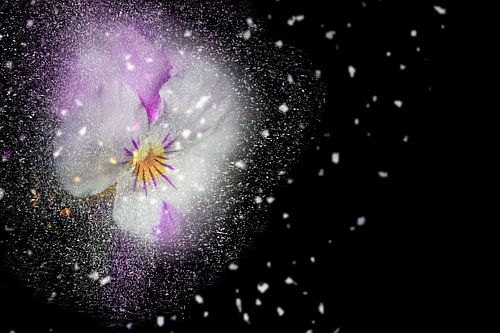 Blüten-Zauber mit schwarzem Hintergrund