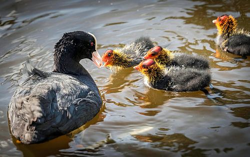 Meerkoet voedt haar kuikens