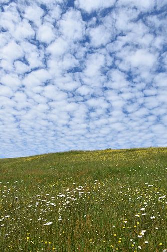 Een bloeiend veld onder een bewolkte hemel
