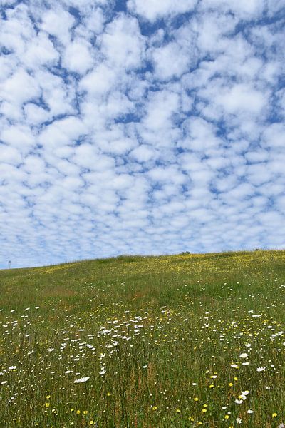 A blooming field under a cloudy sky by Claude Laprise