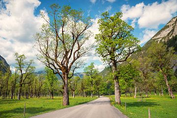 landweg door Ahornboden dal, lentelandschap Tirol van SusaZoom
