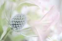 Blume