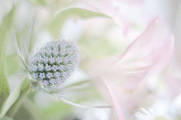 Blume von Vliner Flowers
