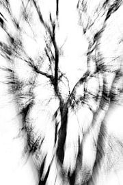Living trees by Jarno van Osch