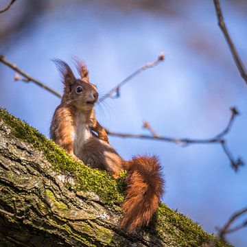 Eichhörnchen auf dem sonnigen Ast