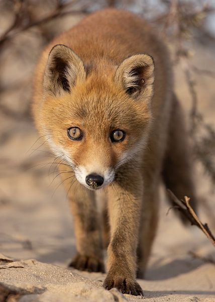 Closeup of young fox by Patrick van Bakkum