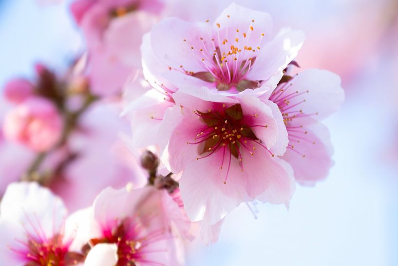 Blossom Christmas plum by Sandra Snoeks