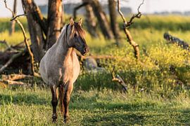 Hengst von Sander Strijdhorst