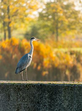 Reiger in de herfstzon