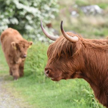 The Highland is a Scottish breed of rustic cattle by Rini Kools