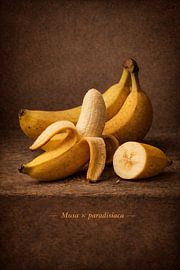 Banana, Musa × paradisiaca