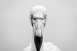 Flamingo by Poster Art Shop