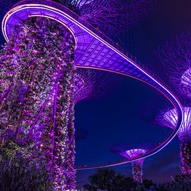 Singapore Marina Bay Gardens Skywalk by night
