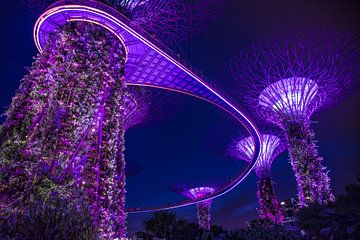 Singapore Marina Bay Gardens Skywalk by night sur Yannick Karnas