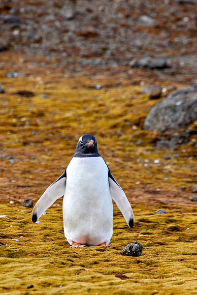 Eselspinguine der Antarktis von Roland Brack