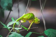 Chameleon in Parc d'Anja in Madagascar by Expeditie Aardbol thumbnail