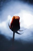 Moody Rose