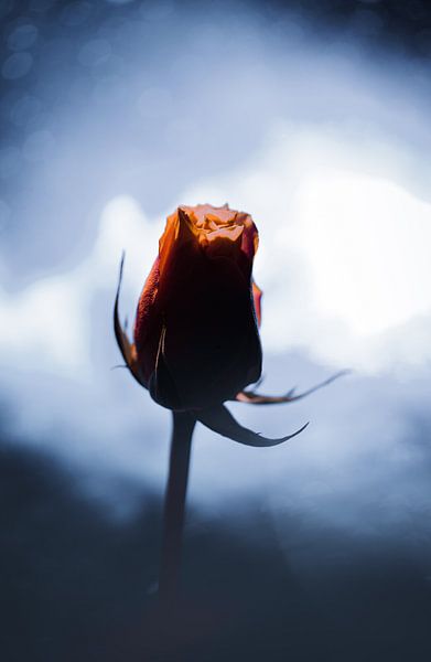 Moody Rose by Davadero Foto