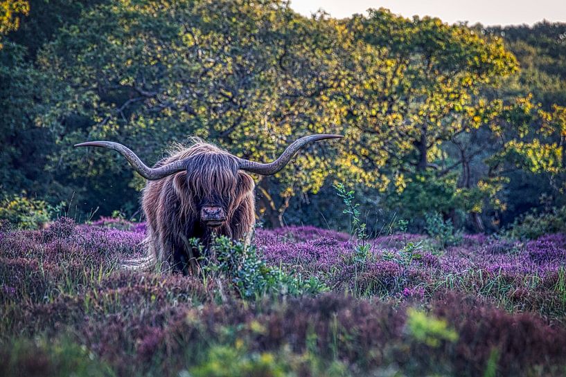 Schotse Hooglander in de heide van peterheinspictures