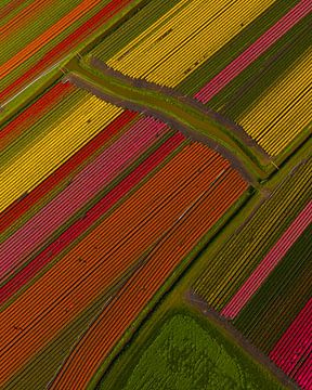 Abstrakte Tulpenfelder in Frühlingsfarben von Ewold Kooistra