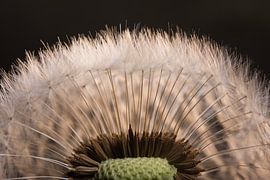 Ein Stück Löwenzahn von Marjolijn van den Berg