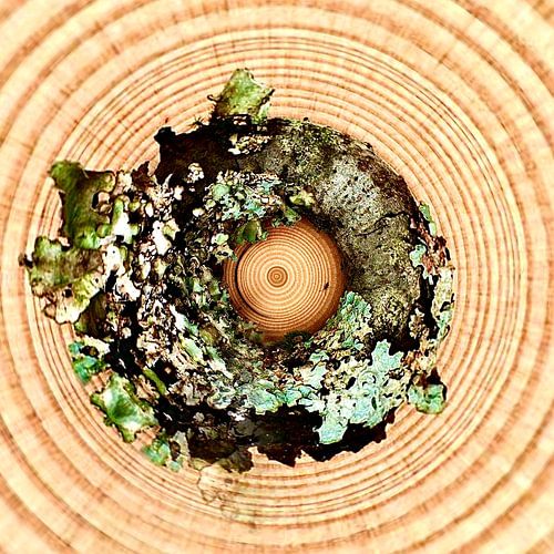 Die Jahresringe einer Zeitreise.