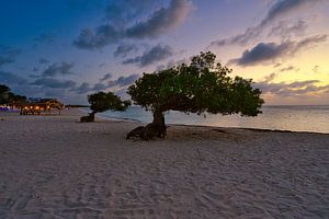 Épisode d'Aruba : celui avec les drôles d'arbres de la plage